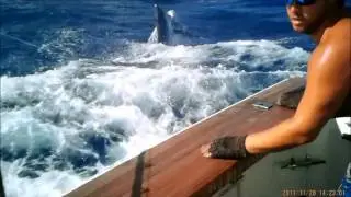 Billfish Movie.wmv