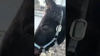 Экзотическое сокровище, 22-летняя кобыла породы стандартбред.