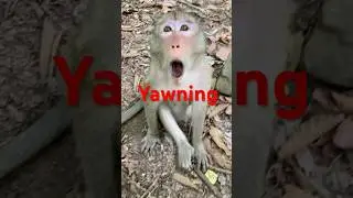 Sleepy yawning #monkey