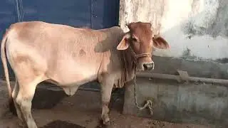 Dairy Farm par Bandaro ka Halla Bol Sanjprit Dairy vs Monkey Army Aaj toh had ho gayi!