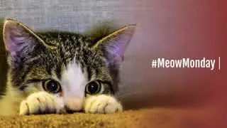 #MeowMonday