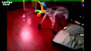 Lustige Hunde In Schuhe Hunde Wandern mit Stiefel f&uuml;r die ersten Mal Compilation 2014