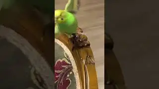 Best slo-Mo ever #pets #budgies #parrot #petparrots #shorts #slowmotion #slowmo #intoyourarms