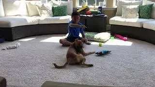 My dog rolling over she is learning