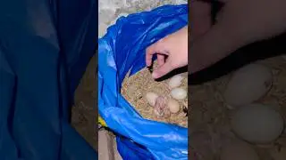 Isha's Chicks: First Feeding Adventure 🐣Broody 107 #hen #shorts #youtube #youtubeshorts #pets