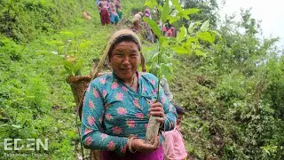 Plant trees with Hempnath | Eden Reforestation Projects