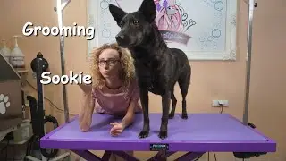 Grooming Short Hair and Double Coated Dog Sookie