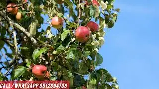 Apple Plants | Apple Farming | Apple Plant Nursery | Apple Nursery | Assam Nursery 