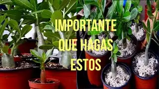 ROSA DEL DESIERTO, IMPORTANTE QUE HAGAS ESTO