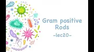 Gram Positive Rods (General Microbiology)