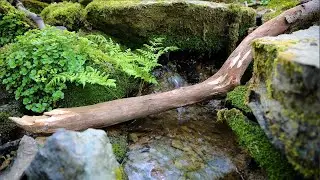 1hr Nature Sounds Small Stream Spring Flowing Water noises Relax Meditate Study Fall Asleep ASMR