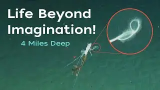 Astonishing Deep-Sea Behavior Caught on Camera!