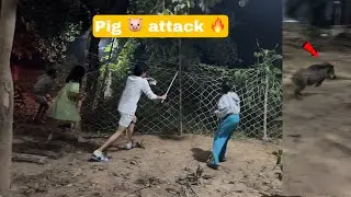 Suar 🐖 ghus gaya ghar me  😂