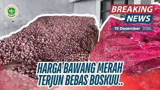 HARGA BAWANG MERAH KEMBALI MEROSOT BOSKU | UPDATE TERBARU INFO HARGA BAWANG MERAH