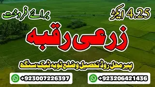 4.25 Acre Agricultural Land For Sale Pir Mahal Road, Toba Tek Singh | Toba Property