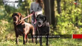 Choosing a second dog to your family | Nimble Pet App