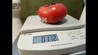 Giant Crimson Tomato Seeds For Sale At Bounty Hunter Seeds