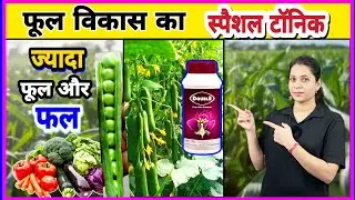 Less flower drop and more fruit || Godrej Double Plant Growth Regulator || Godrej Double PGR Toni...