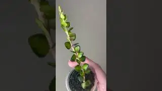 #hoya chinghungensis inner variegated. Care details in description