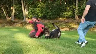 Elite Protection Dog Ruger | Deterrent Dogs LLc