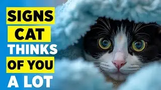 Does My Cat Love Me? 12 Unbelievable Signs You&rsquo;re Their Favorite Human