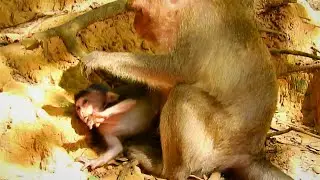 HORROR WEANED...MUM MONKEY PATTY FIGHT AND PUSH BABY PATRICIA INTO THE GROUND SO HARD.