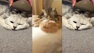 Cat Head Massage Funny Tik Tok