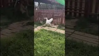 Little Tiger Challenges Big Goose #動物 #tiger #minky #animals #喵哥是萌新 #cute #cat