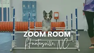 Zoom Room Huntersville NC | Positive Dog Training | Local Business Spotlight
