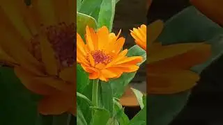 Calendula Officinalis #calendula #officinalis  #flowers #nature #artwork #videoart #colors #florist