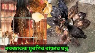 Chicken baby care from 0 to 35 days. Method of raising domestic and tiger chickens. #Chicken_Rais...