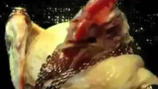 The Gold Coast - Black Lungs