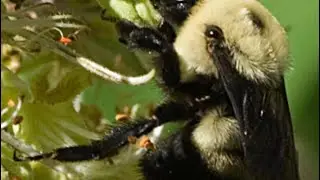 Endangered Florida bumble bees