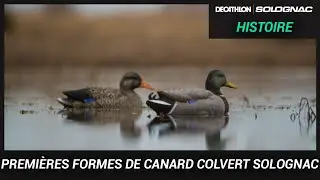 FORMES DE CANARD SOLOGNAC : LA NOUVEAUT&Eacute; 2020 POUR LA CHASSE DU GIBIER D'EAU