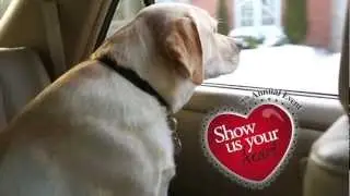Global Pet Foods Valentines