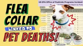 1,700 Pets Dead Because of This Flea Collar – Find Out Why!