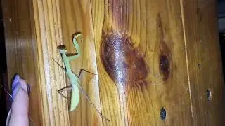 Богомол - как они растут за лето. How praying mantises grow during the summer
