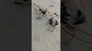 Fun tym with Jacky nd jimmy 🐕❣️ #yt #shorts #ytshorts #puppy #pug