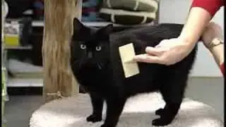 Feline Hairball Control