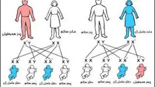 بیولوژی صنف ۱۲ - درس هشتم - صفات غیرمندلی-  بارزیت ناقص یا  - Intermediate -