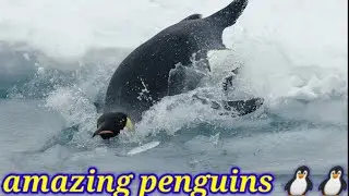 amazing water bird penguins wildlife video 🐧🐧