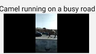Eid ul Adha 2020 - Angry Camel running on a busy road in Karachi - People trying to catch the Camel