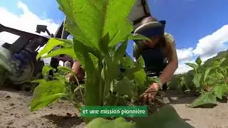 Echinaforce&reg; : 70 ans de confiance pour renforcer l&rsquo;immunit&eacute; naturellement