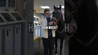 i trained a race horse to gamble