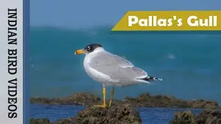 The Pallas's Gull or Great black-headed gull (Ichthyaetus ichthyaetus)