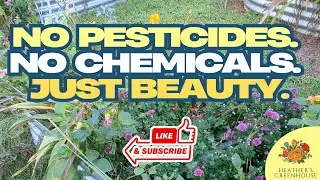 🌿 Talking About Garden Design | Organic, Chemical-Free Ideas for a Beautiful Home Garden