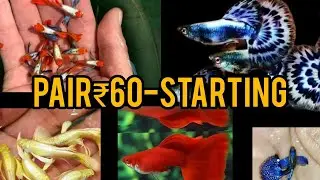 THIS WEEK OFFER LOW PRICE GUPPY &hearts;️🥰#guppy #கப்பிமீன்#low price guppy#ഗുപ്പ്മീൻ#rara_aquatics 