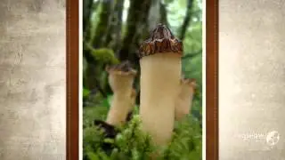 Morchella hybrida - fungi kingdom