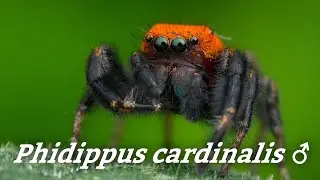 Phidippus cardinalis - Velvet Ant Mimicking Jumping Spider - 4k