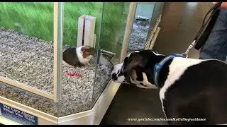 Curious Great Dane Puppy Meets Donald the Guinea Pig